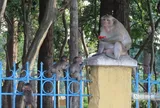 Độc đáo "vương quốc" khỉ giữa rừng Tòa Thánh Tây Ninh