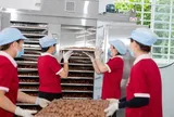Áp dụng tiêu chuẩn VietGAP giúp mắc ca tăng giá bán từ 10 – 20% so với sản xuất thông thường