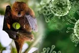 Cần làm gì để phòng tránh virus Nipah?