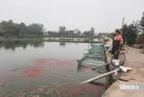 Vựa cá chép nổi tiếng xứ Thanh vào mùa "hái lộc"