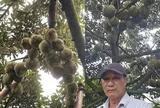 Người nông dân Đắk Lắk thu 15 tỷ/năm nhờ thứ quả 'ngửi thì nồng, ăn thì nghiện': Làm nông nghiệp tử tế, người Việt không thể nghèo
