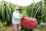 Hàng nghìn ha thanh long kém hiệu quả, Lâm Đồng tìm hướng chuyển đổi