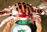 Vụ hóa đơn bữa ăn 18 triệu đồng: Ghẹ đỏ là hải sản gì mà giá tới 1,7 triệu/kg ở Sầm Sơn?