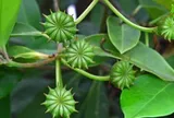 Đắt hơn sầu riêng, Việt Nam đón tin vui từ một loại ‘sản vật’ trời ban: Chỉ rất ít quốc gia trồng được, giá gần 4.000 USD/tấn