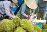 Sốt ruột vì giá sầu riêng chưa thoát đáy