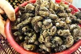 Người dân Gia Lai đổ xô tìm xác ve sầu bán giá cao