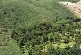 Không phải đảo Hải Nam, láng giềng Việt Nam bất ngờ phát hiện một vùng 'đất vàng' trồng sầu riêng