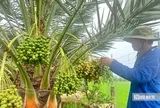 Chà là bén duyên vùng biên, mở hướng canh tác mới