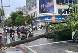 TPHCM: Cây xanh bật gốc giữa cơn mưa lớn, đè trúng 2 ô tô