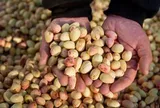 Đắt hơn sầu riêng, Việt Nam vừa thu hàng trăm triệu USD từ loại quả không thể tự trồng, giá lập đỉnh 8 năm vì xung đột Iran