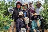 Tin vui cho lao động Việt Nam làm việc tại Úc