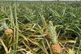 Dứa Thanh Hóa rẻ như cho, lên Hà Nội giá 25.000 đồng/kg