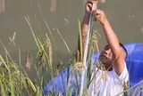 Phát minh của Trung Quốc làm rung chuyển ngành lương thực: Tạo ra giống lúa biến đổi gen khổng lồ cao 2m, sản lượng cao gấp 1,8 lần