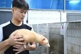 Khám phá trang trại nuôi chồn hương đặc biệt ở TP Đồng Nai