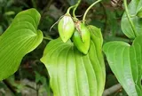Loại cây mọc dại được ví quý "như sâm người nghèo", giúp bổ phổi, giảm ho nhưng ít người biết đến