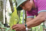 Giữa đại ngàn Ngọc Linh, từng chùm hạt sâm được "mặc áo giáp" chờ ngày thu hoạch