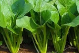 Ăn rau cải mỗi ngày suốt 10 năm, người phụ nữ 60 tuổi bất ngờ khi đi khám