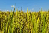 Sau Ấn Độ, thêm một quốc gia gặp sóng gió với gạo: 75% đơn hàng không thể vận chuyển, nguồn cung dư thừa