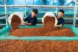 Xuất khẩu cà phê lập kỷ lục, mang về 8,5 tỷ USD