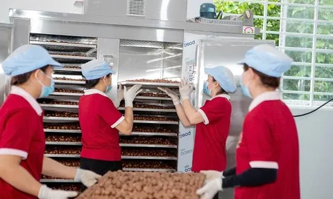 Áp dụng tiêu chuẩn VietGAP giúp mắc ca tăng giá bán từ 10 – 20% so với sản xuất thông thường