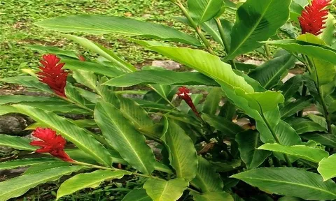 Tìm thấy hoạt chất chống ung thư từ cây mọc dại phổ biến