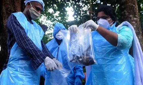Chuyên gia cảnh báo: Virus Nipah cùng họ virus RNA với COVID-19, có thể lây truyền qua đường hô hấp