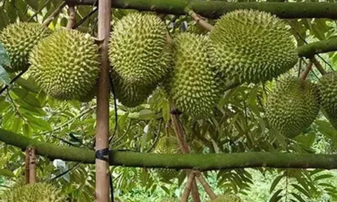 Sầu riêng Việt Nam thắng lớn tại Trung Quốc