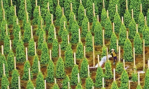 Thuế Mỹ siết chặt, 'vàng đen' của Việt Nam vẫn lập kỷ lục hơn 2 tỷ USD, các doanh nghiệp xuất khẩu tăng trưởng hàng nghìn %