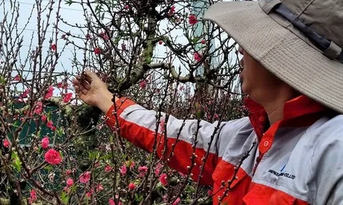 Hoa đào Tết nở sớm, người bán ngóng khách từng ngày