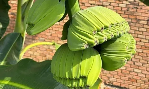 Bỏ tiền mua giống "lạ", anh nông dân đổi đời vì khách săn mua loại trái cây "không đụng hàng" chưng Tết