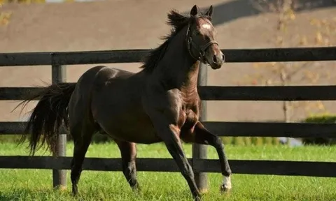 Choáng váng giá của 10 con ngựa đắt nhất thế giới