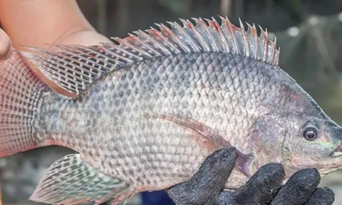 Cá rô phi Việt Nam 'làm mưa làm gió' ở nhiều nước