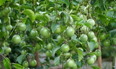 'Tin vui 500 triệu USD' từ châu Âu vừa báo về