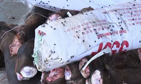 Phát hiện 2 kho lạnh chứa gần 6 tấn đuôi, chân trâu bò bốc mùi thối ở Thanh Hoá
