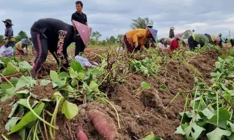 Việt Nam vừa đón một tin vui lịch sử từ Nhật Bản