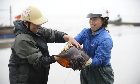 Sứa biển vào mùa, ngư dân kiếm tiền triệu mỗi chuyến ra khơi