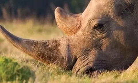 Nam Phi bắt ông Chu Đăng Khoa trong vụ án sừng tê giác