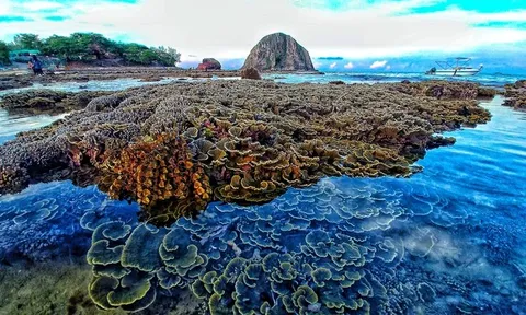 Ngắm vẻ đẹp hiếm có của Hòn Yến, nơi chẳng cần lặn biển vẫn có thể ngắm san hô
