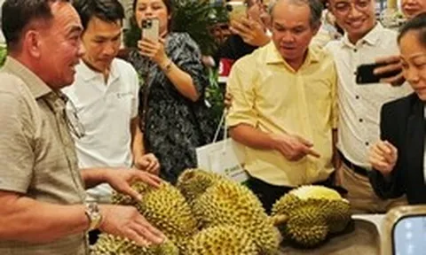 Công ty của bầu Đức tính trồng thêm 700 ha sầu riêng