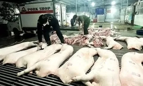Vụ thịt lợn dịch vào bếp ăn: Nói thẳng về trách nhiệm của ngành nông nghiệp