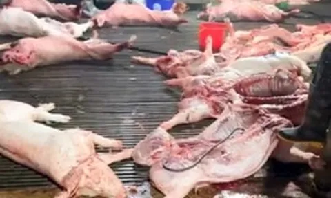 Vụ lợn bệnh vào trường học, lộ 2 trường dùng thịt của Công ty Cường Phát