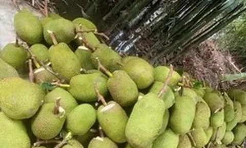 Trở tay không kịp vì giá mít 'lên đỉnh, xuống đáy'