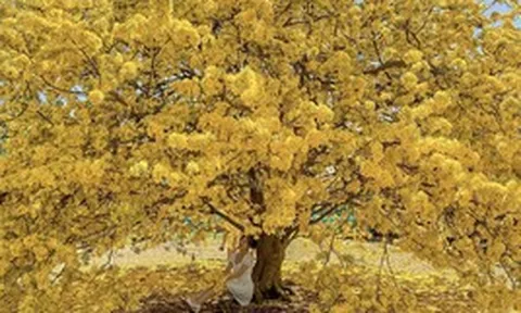 Vụ tịch thu 42 cây mai vàng "không giấy tờ": Người trồng mai ở miền Tây lo ngại