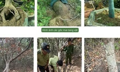 Vụ tịch thu 42 gốc mai ở Côn Đảo: Kiểm lâm trả lại 21 gốc cây