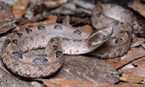 Báo động số ca rắn cắn tăng mạnh mùa hái điều