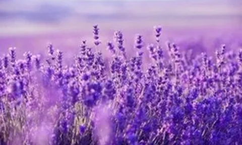 Một cổ phiếu bất động sản "bốc đầu" kịch trần sau khi báo lãi tăng bằng lần