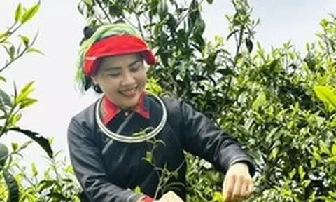 Lên Tây Côn Lĩnh thưởng trà Shan tuyết cổ thụ