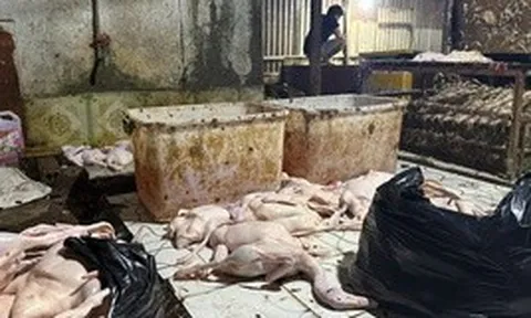 Đột kích điểm giết mổ vịt ở TPHCM lúc rạng sáng