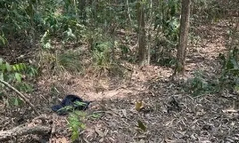 Người đàn ông khoảng 72kg chưa rõ danh tính tử vong trong rừng phòng hộ Dầu Tiếng