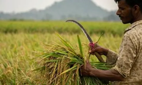 Không phải Thái Lan, đây mới là ‘vựa lúa’ đang liên tiếp đón tin buồn: Phụ phí lên đến 6.000 USD/container, Iran là khách hàng lớn nhất